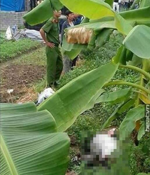 phat hien co gai tre tu vong tren canh dong