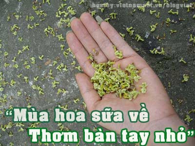 dan mang che anh ky thi hoa sua vi mui qua nong nac