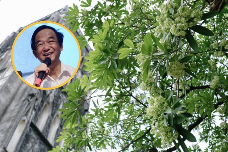 gsts nguyen lan dung ha noi nen bo bot hoa sua thay bang cay bang dai loan hoac sau
