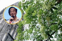 GS.TS Nguyễn Lân Dũng: Hà Nội nên bỏ bớt hoa sữa thay bằng cây bàng Đài Loan hoặc sấu