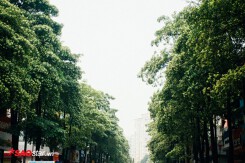 Nếu không muốn mùi hắc ám ảnh cả ngày, hội những người căm thù hoa sữa chớ dại đi qua các con đường này