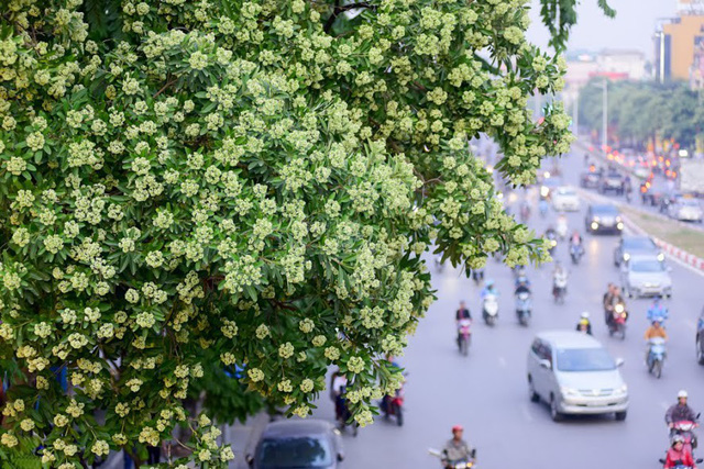 nguoi dan thu do than troi vi mui hoa sua nong nac khap pho
