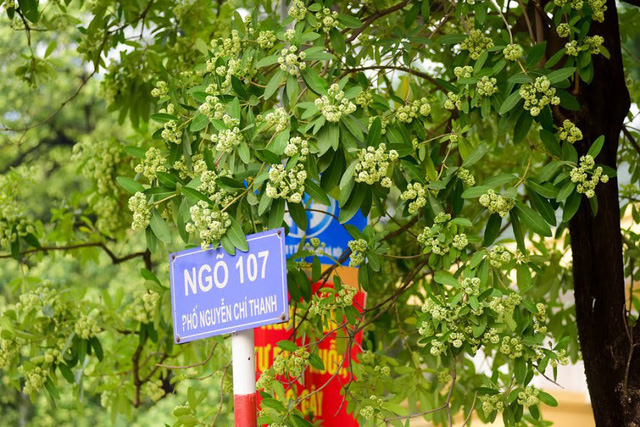 nguoi dan thu do than troi vi mui hoa sua nong nac khap pho