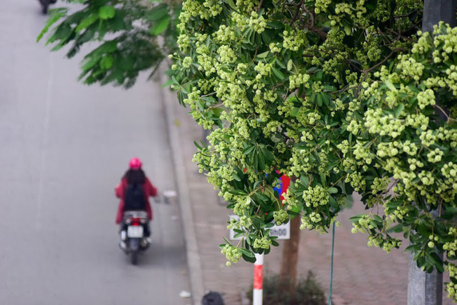 nguoi dan thu do than troi vi mui hoa sua nong nac khap pho