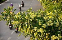 tac gia bai hat hoa sua noi tieng hoa sua tuong trung cho tinh yeu trong sang ngot ngao
