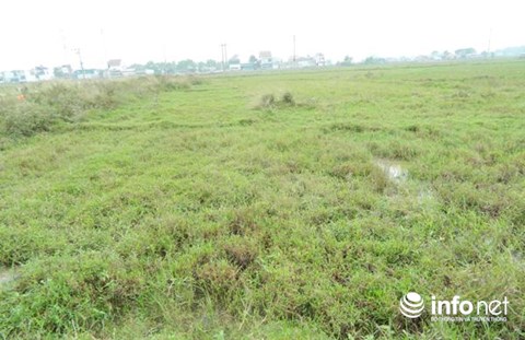 ha tinh trong lua ca vu khong mua duoc 3 bat pho dan dua nhau tra ruong