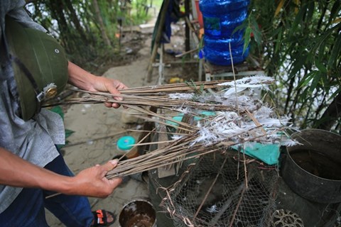 rung minh canh tuong hang tram con co vac giay giua ren xiet trong don dau