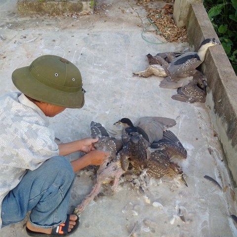 rung minh canh tuong hang tram con co vac giay giua ren xiet trong don dau