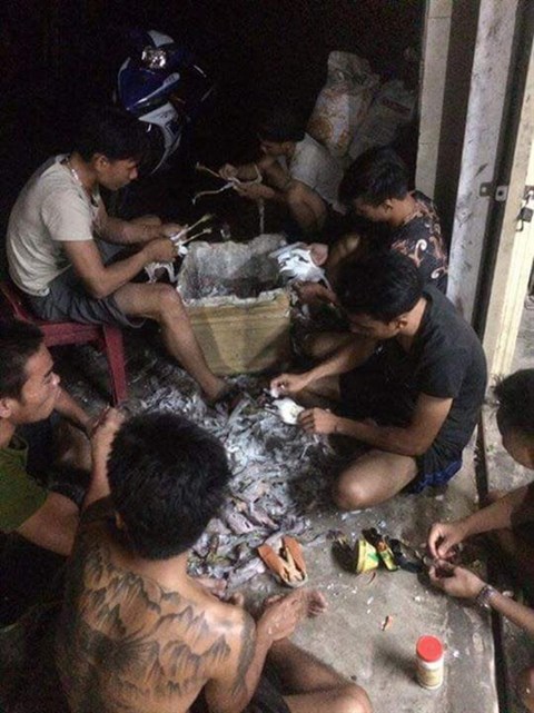 rung minh canh tuong hang tram con co vac giay giua ren xiet trong don dau