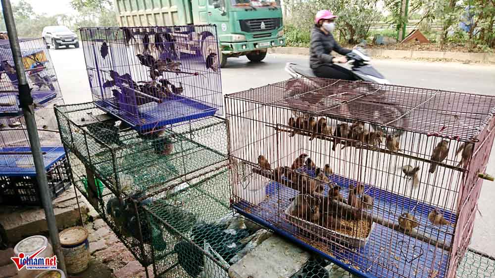cat tiet ga vat long chim ben dai lo hien dai nhat viet nam