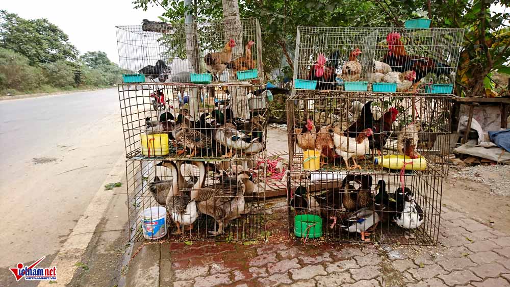 cat tiet ga vat long chim ben dai lo hien dai nhat viet nam