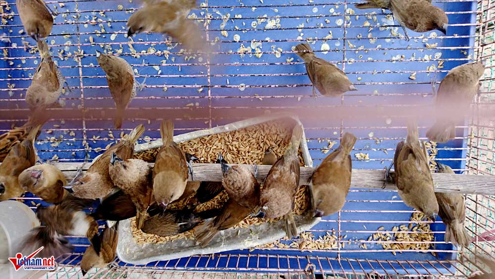 cat tiet ga vat long chim ben dai lo hien dai nhat viet nam