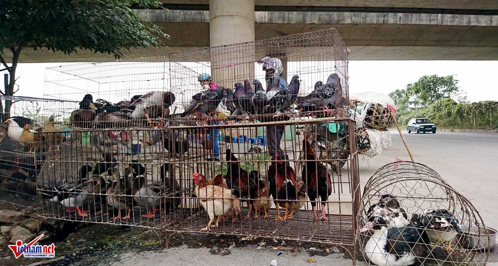 cat tiet ga vat long chim ben dai lo hien dai nhat viet nam