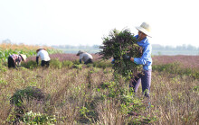 Nông dân Thủ đô chiết xuất húng quế thu gần nửa tỷ mỗi năm
