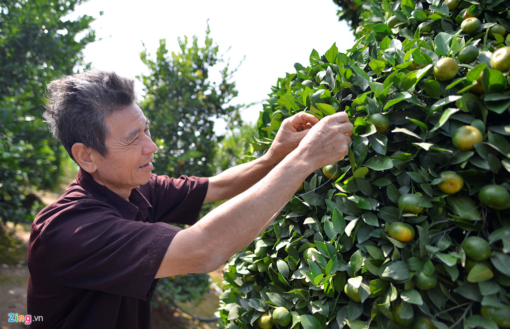 vuon quyt luc binh choi tet cao 3 m