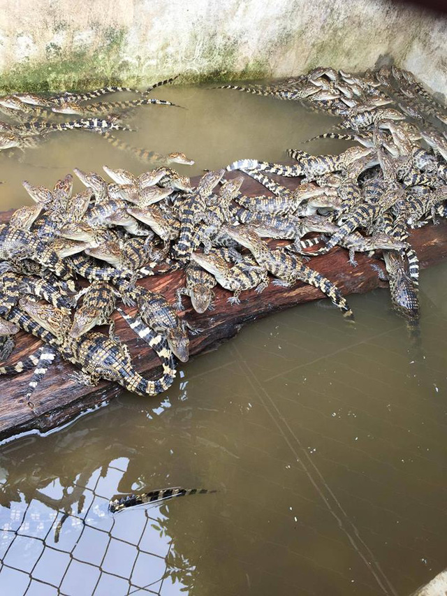 nguoi ha noi ro mot nuoi ca sau lam thu cung