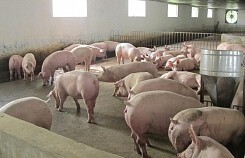 Dự báo giá heo hơi xuất chuồng ngày 15/4: Người nuôi nên cẩn trọng quan sát thị trường