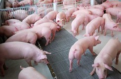 Dự báo giá heo hơi xuất chuồng ngày 17/4: Giá heo hơi có thể chững lại