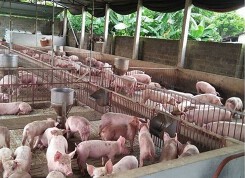 Giá heo hơi hôm nay 17/4: Miền Bắc giảm nhẹ, miền Nam tăng giá