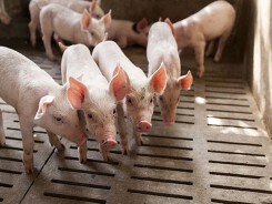 Dự báo giá heo hơi xuất chuồng ngày 18/4: Biến động khó lường