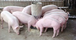Giá heo hơi hôm nay 18/4: Miền Nam nhiều nơi sụt giá