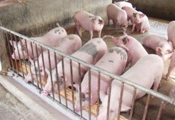 Dự báo giá heo hơi xuất chuồng ngày 20/4: Giá heo hơi đang có xu hướng giảm nhiệt