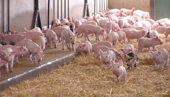 Dự báo giá heo hơi xuất chuồng ngày 21/4: Thị trường heo hơi lại biến động