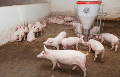 Dự báo giá heo hơi xuất chuồng ngày 22/4: Giá heo hơi có xu hướng giảm là chủ đạo