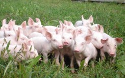 Dự báo giá heo hơi xuất chuồng 27/4: Giá heo hơi miền Nam có thể tiếp tục tăng