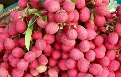 Quả rừng đỏ au: Món lạ dầm muối ớt lên cơn sốt quà vặt