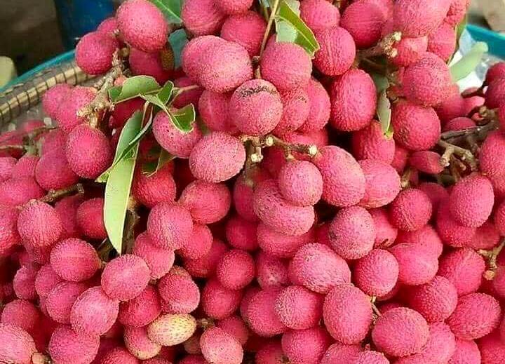 qua rung do au mon la dam muoi ot len con sot qua vat