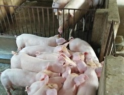 Giá thịt lợn tăng cao: Cơ hội bình ổn ngành chăn nuôi