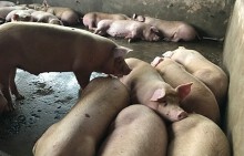 Đồng Nai: Bơm từ 2 đến 4 lít nước vào mỗi con heo để tăng trọng lượng rồi đem bán
