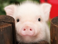 Dự báo giá heo hơi xuất chuồng 14/5: Giá heo tiếp tục sôi động, người dân thận trọng tái đàn