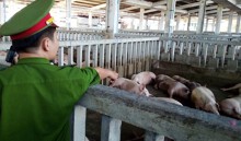 Sử dụng chất cấm trong thức ăn chăn nuôi phạt đến 200 triệu đồng