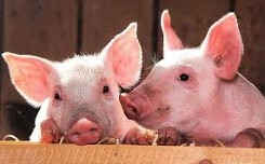 Dự báo giá heo hơi xuất chuồng ngày 22/5: Giá heo hơi trên cả nước tiếp tục sôi động