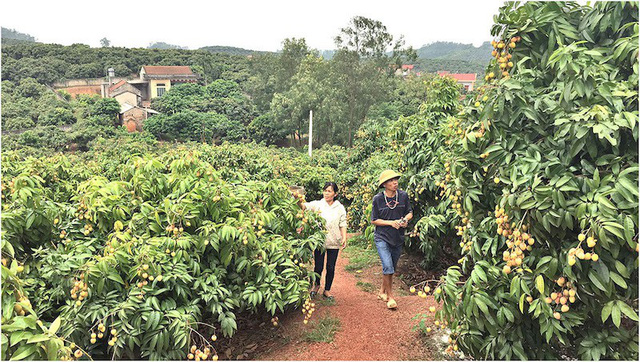 chua vao chinh vu thong tin that thiet khien thu phu vai thieu phan no