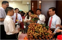 trung quoc ngung mua gia dua tu 175000 dong con 40000chuc