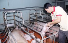 Bất thường thị trường heo hơi