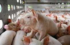 Lượng heo trong dân không còn nhiều, giá heo hơi sẽ tiếp tục ở mức cao
