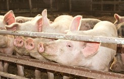 Dự báo giá heo hơi xuất chuồng ngày 1/7: Giá heo hơi biến động không đều