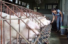 Giá heo hơi tăng gấp đôi năm 2017, nông dân vẫn chưa dám tăng đàn