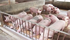 Dự báo giá heo hơi xuất chuồng ngày 19/7: Giá heo hơi tại miền Bắc còn có thể đạt mức giá cao nào?
