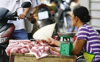 du bao gia heo hoi xuat chuong ngay 48 gia heo hoi tai mien nam tiep tuc da tang