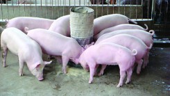 Dự báo giá heo hơi xuất chuồng ngày 2/8: Liệu đà tăng tại miền Bắc có kết thúc?