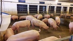 Dự báo giá heo hơi xuất chuồng ngày 4/8: Giá heo hơi tại miền Nam tiếp tục đà tăng