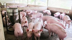Dự báo giá heo hơi xuất chuồng ngày 7/8: Giá heo hơi tại miền Bắc tiếp tục đà giảm