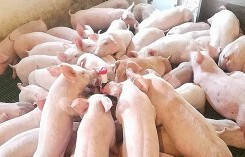 Giá heo (lợn) hơi hôm nay (3/9): Gần hai triệu đồng một con heo giống