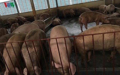Giá thịt lợn còn duy trì ở mức cao trong thời gian dài gia thit lon con duy tri o muc cao trong thoi gian dai