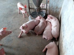 Dự báo giá heo hơi xuất chuồng ngày 11/8: Giá heo hơi duy trì ở mức nào mới là hợp lý ?